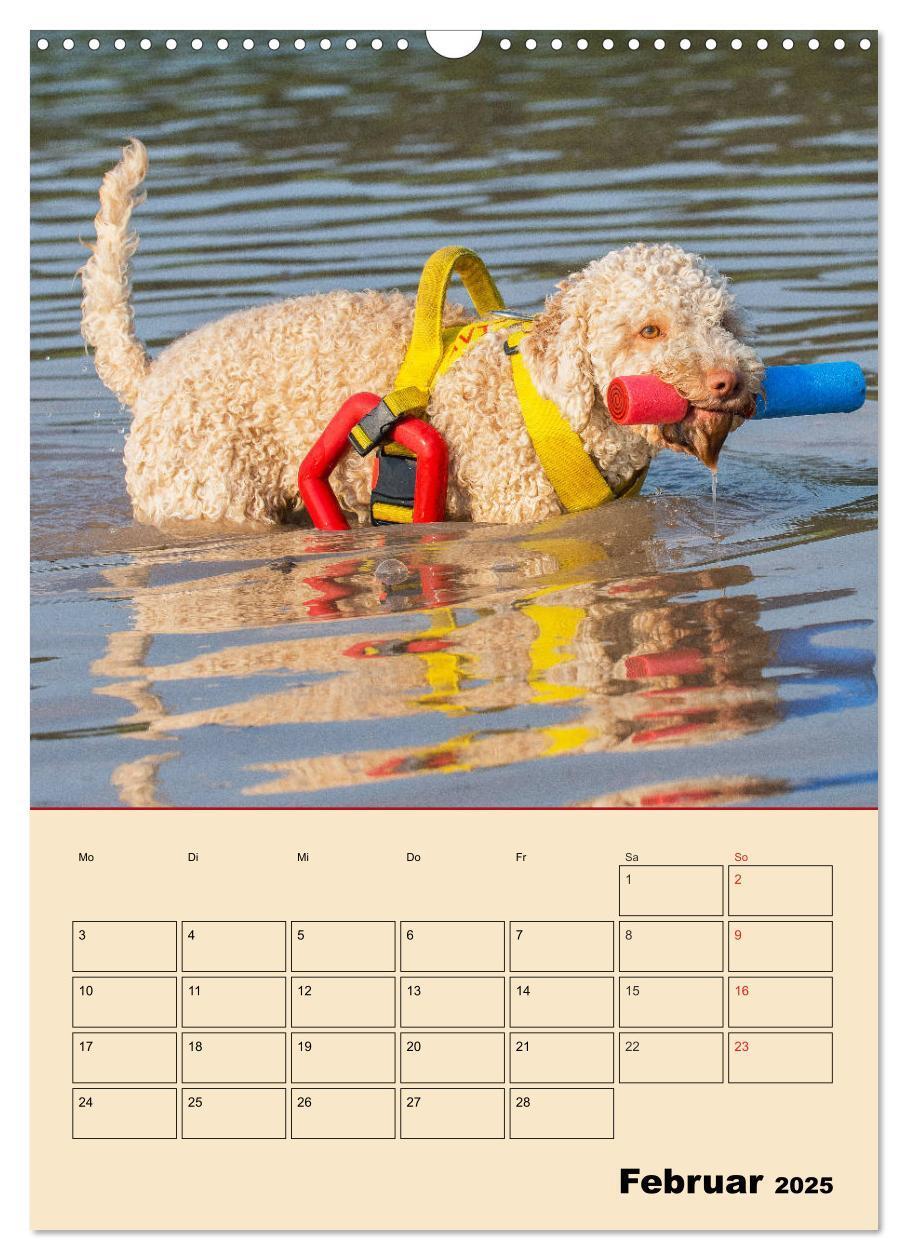 Bild: 9783435959013 | Jahresplaner Lagotto Romagnolo (Wandkalender 2025 DIN A3 hoch),...