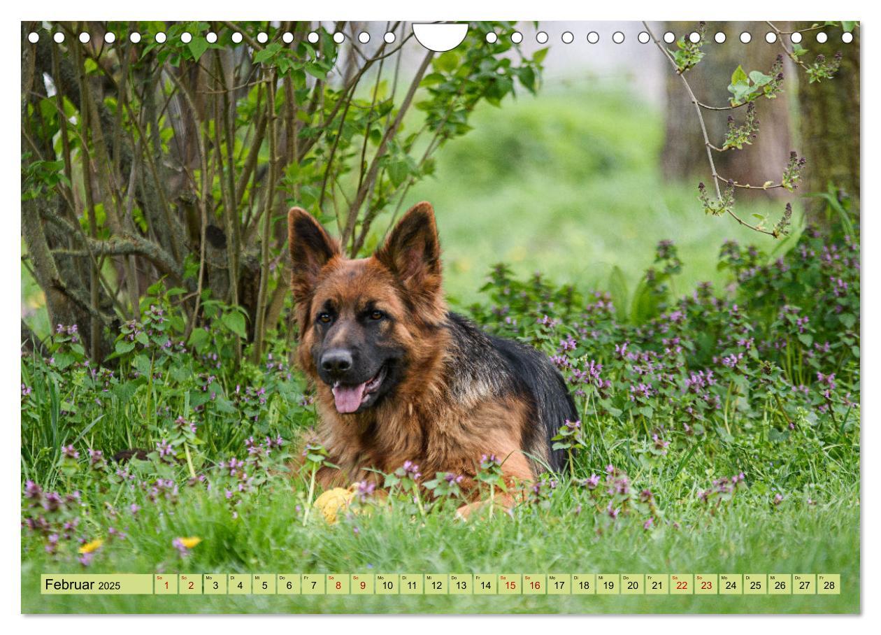 Bild: 9783383860973 | Altdeutsche Schäferhunde - Traumhafte Schäferhunde Langstockhaar...