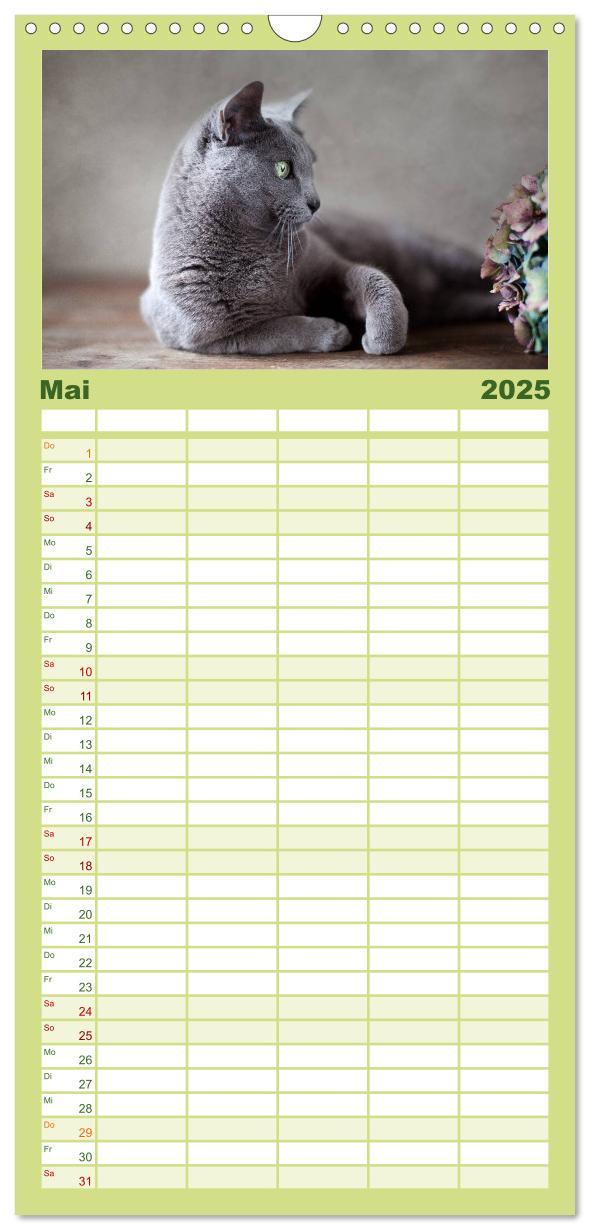 Bild: 9783457111178 | Familienplaner 2025 - Katzen mit 5 Spalten (Wandkalender, 21 x 45...