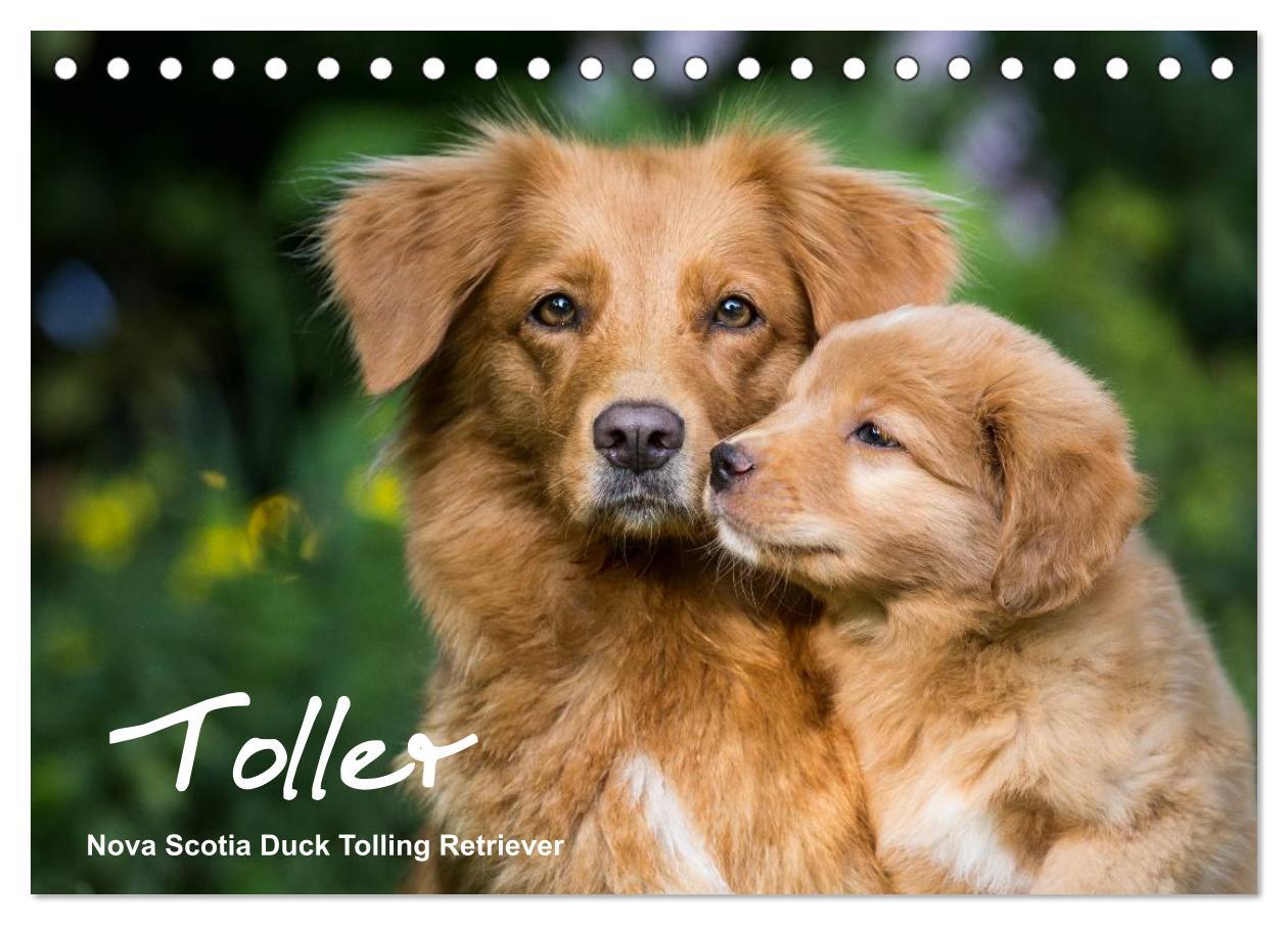 Cover: 9783435626076 | Toller - Nova Scotia Duck Tolling Retriever (Tischkalender 2025 DIN...