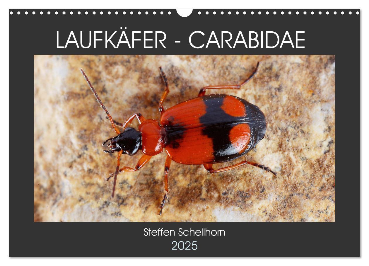 Cover: 9783435076949 | LAUFKÄFER - CARABIDAE (Wandkalender 2025 DIN A3 quer), CALVENDO...