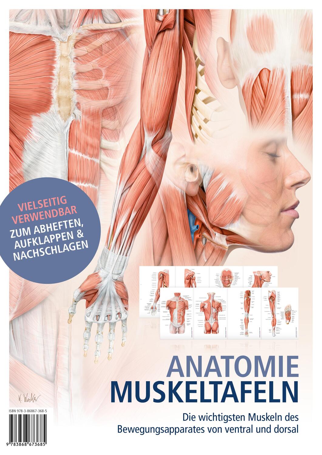 Cover: 9783868673685 | Anatomie-Muskeltafeln | Poster | Deutsch | 2017 | EAN 9783868673685