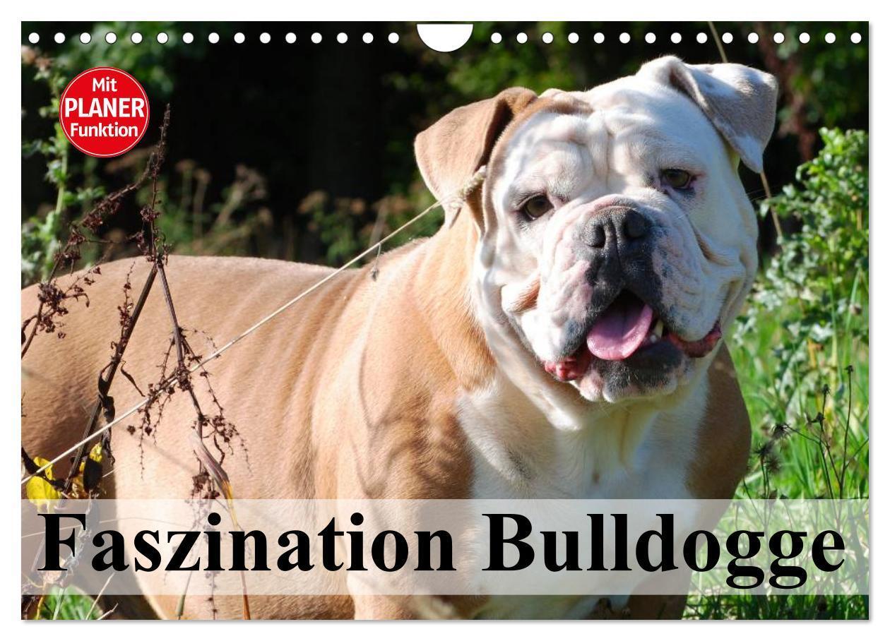 Cover: 9783435535347 | Faszination Bulldogge (Wandkalender 2025 DIN A4 quer), CALVENDO...