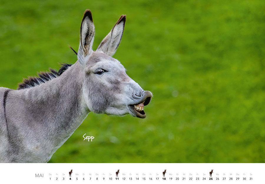 Bild: 9783966648134 | Esel Kalender 2025 | J. -L. Klein (u. a.) | Kalender | 14 S. | Deutsch