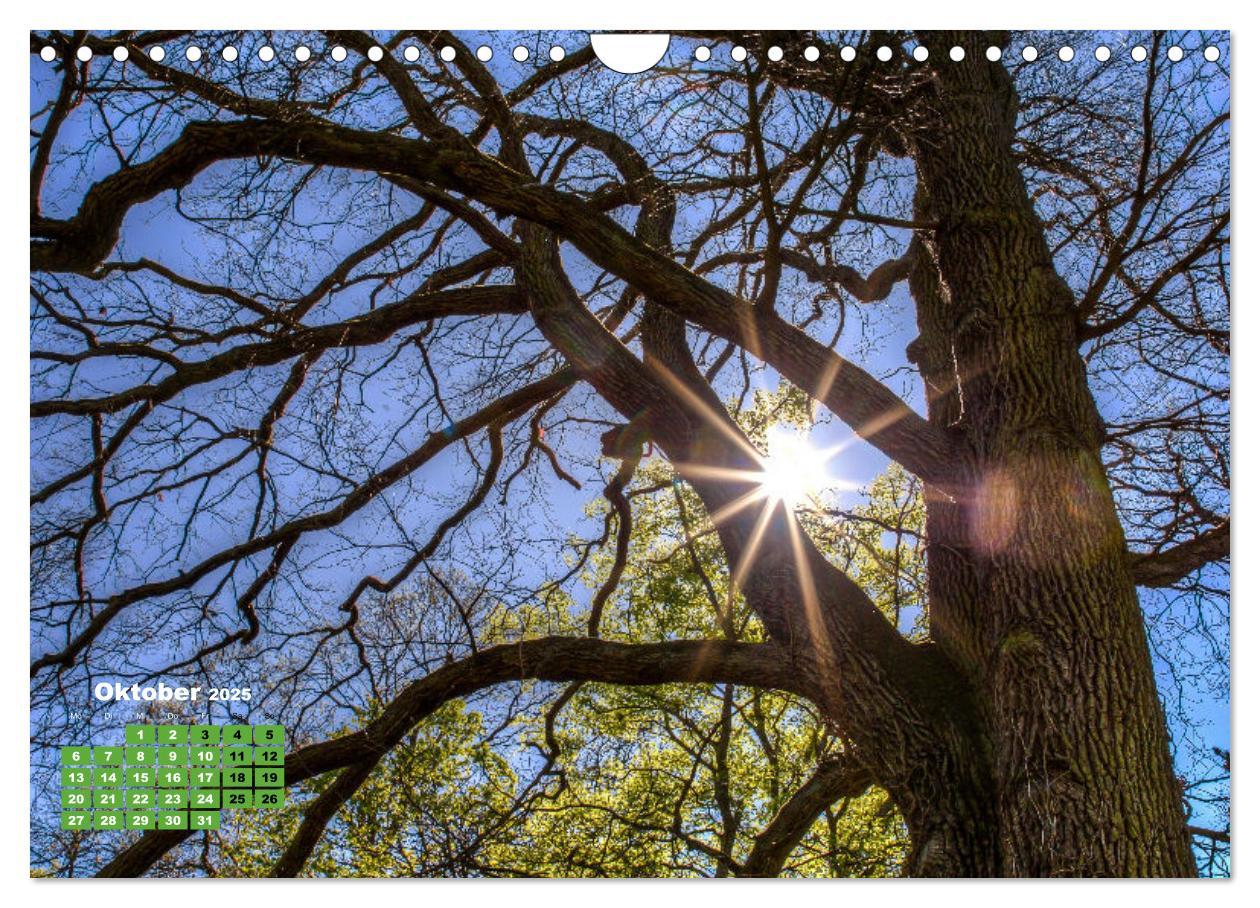 Bild: 9783383971464 | Park Schönbusch Aschaffenburg (Wandkalender 2025 DIN A4 quer),...