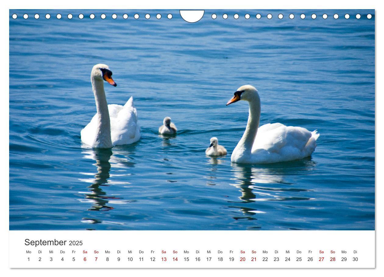 Bild: 9783383934667 | Schwäne - Prachtvolle Federkleider. (Wandkalender 2025 DIN A4...