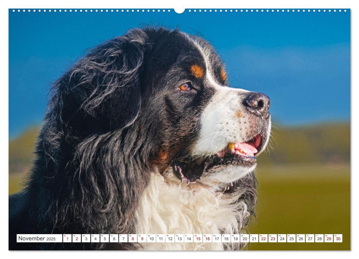 Bild: 9783383848292 | Berner Sennenhund - Ein Freund auf vier Pfoten (Wandkalender 2025...