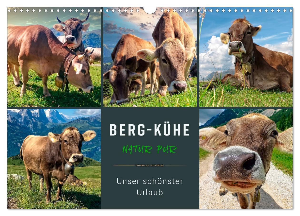 Cover: 9783435119226 | Berg-Kühe, Natur pur - unser schönster Urlaub (Wandkalender 2025...