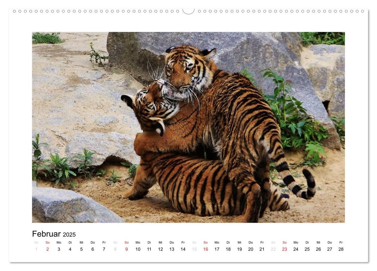 Bild: 9783435754298 | Tiger 2025 (Wandkalender 2025 DIN A2 quer), CALVENDO Monatskalender