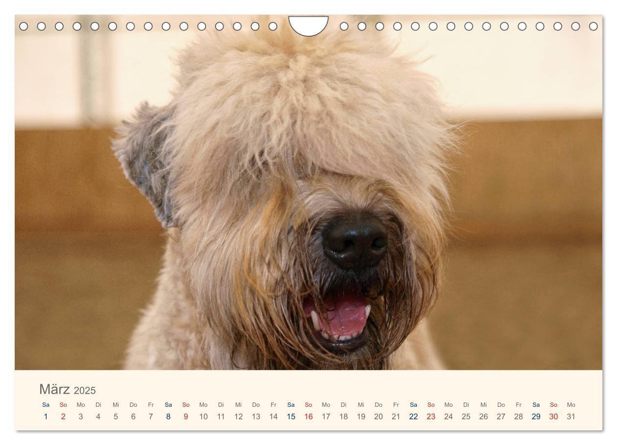 Bild: 9783435427901 | IRISH SOFT COATED WHEATEN TERRIER 2025 (Wandkalender 2025 DIN A4...