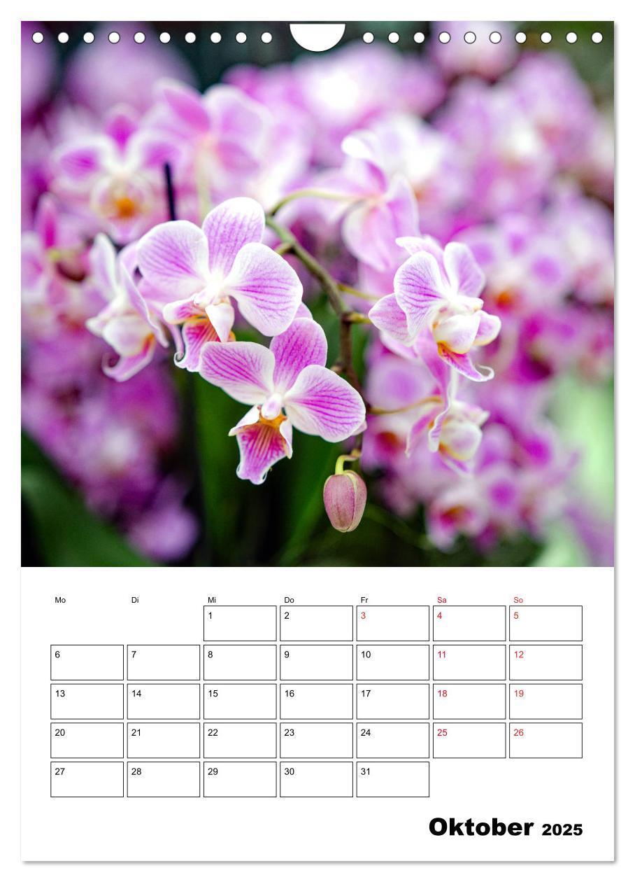 Bild: 9783435977833 | Orchideen - Tropische Schönheiten (Wandkalender 2025 DIN A4 hoch),...