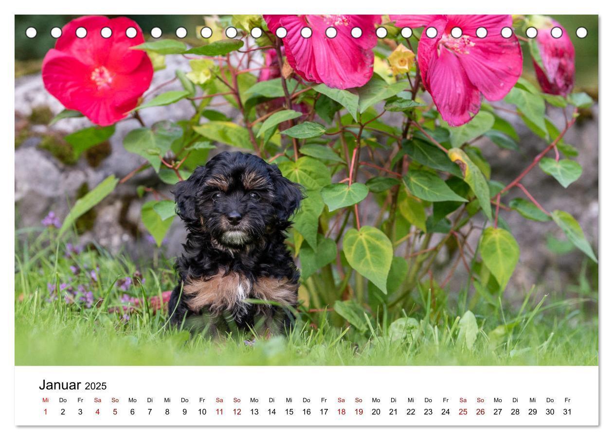 Bild: 9783435037353 | Maltipoo Welpen (Tischkalender 2025 DIN A5 quer), CALVENDO...