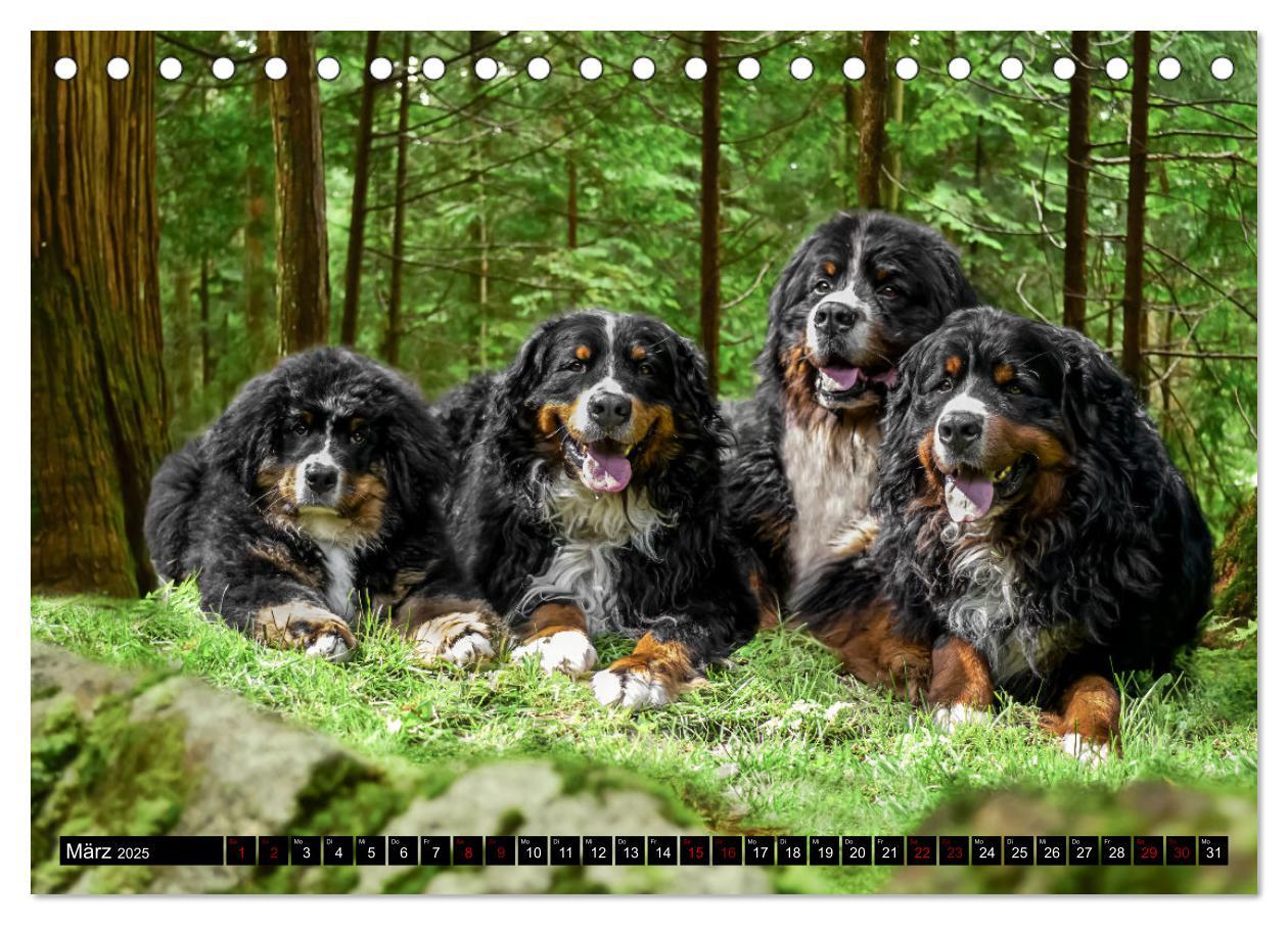 Bild: 9783457182666 | Berner Sennenhunde - Faszinierende Herzensbrecher (Tischkalender...