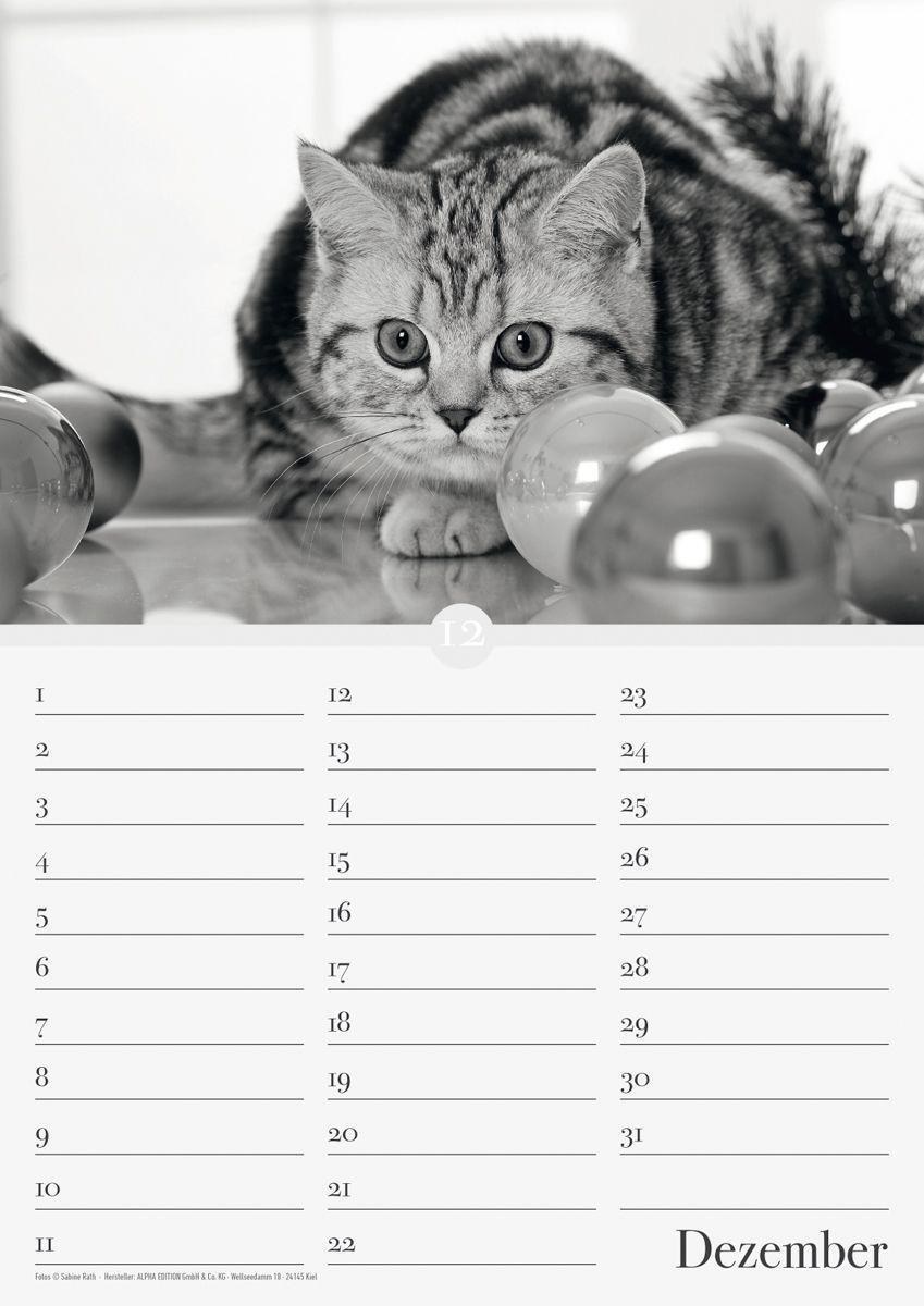 Bild: 9783840737169 | Geburtstagskalender Katzenwelt immerwährend | Kalender | Deutsch