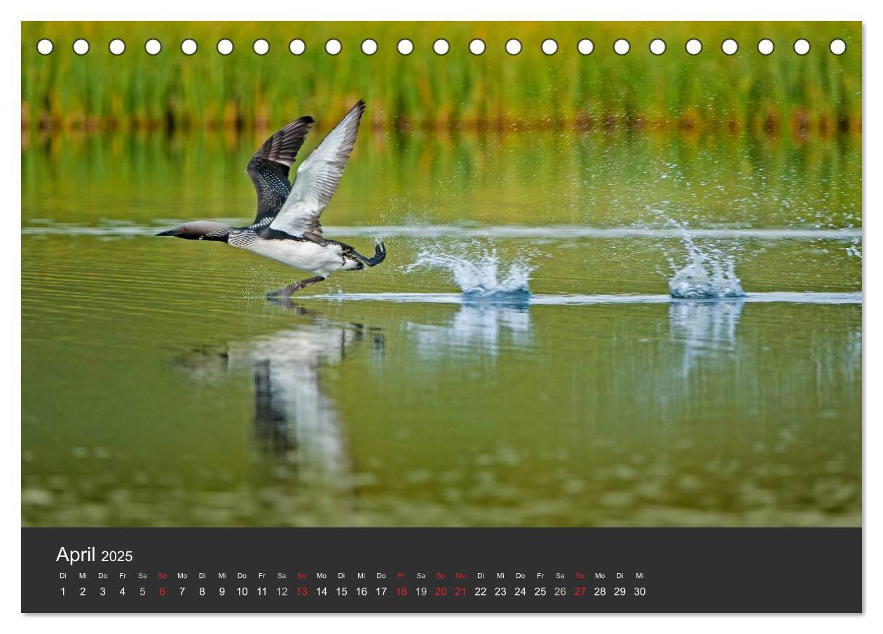 Bild: 9783435676323 | Vögel im Norden Europas (Tischkalender 2025 DIN A5 quer), CALVENDO...