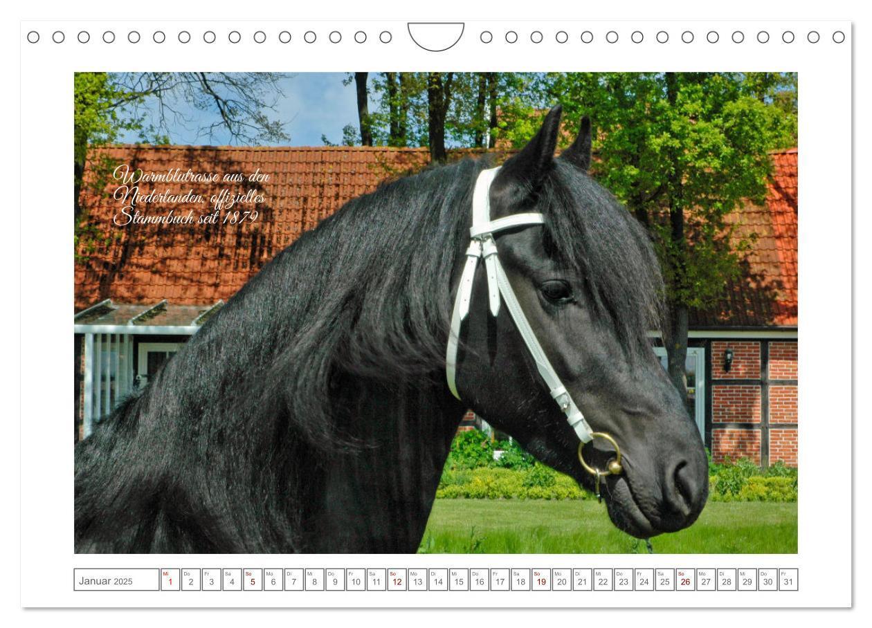 Bild: 9783383869808 | Friesen - elegant und kraftvoll (Wandkalender 2025 DIN A4 quer),...