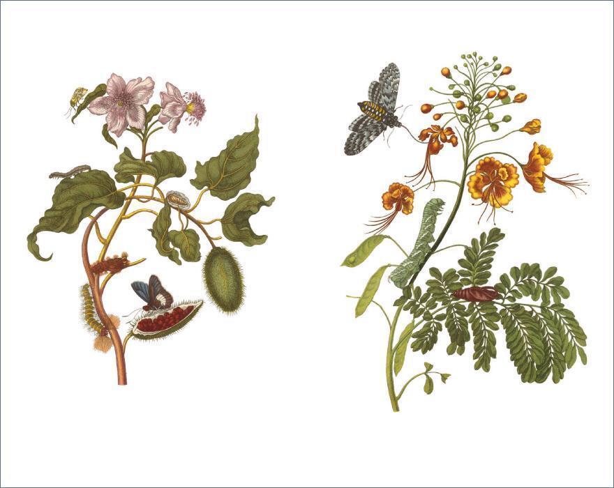 Bild: 9783458200123 | Das Insektenbuch | Maria Sibylla Merian | Buch | Insel-Bücherei | 2015