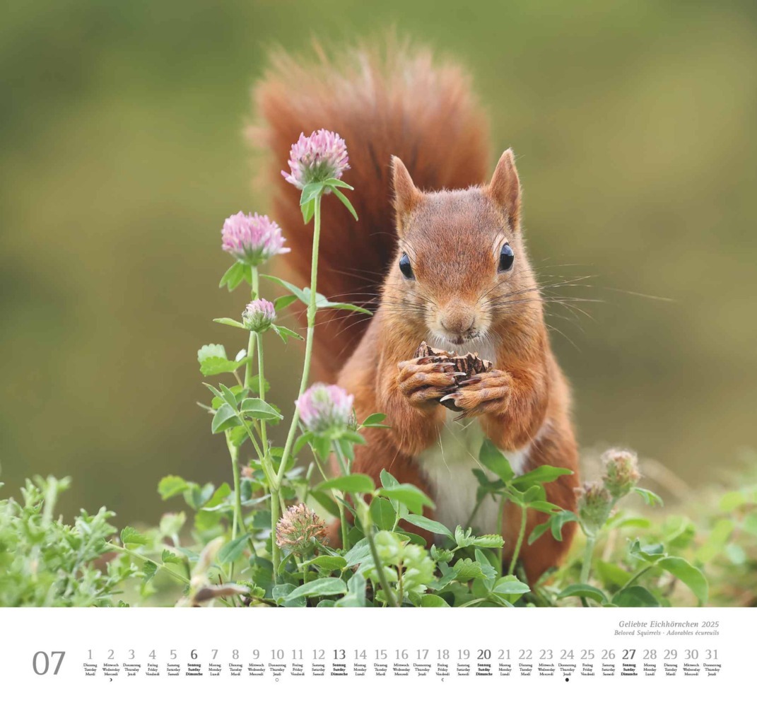 Bild: 4250809652696 | DUMONT - Geliebte Eichhörnchen 2025 Wandkalender, 38x35,5cm,...