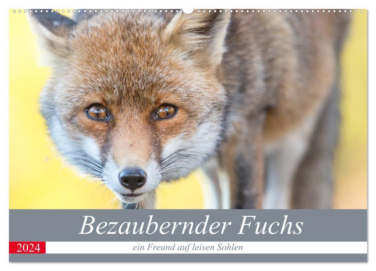 Cover: 9783383087769 | Bezaubernder Fuchs - ein Freund auf leisen Sohlen (Wandkalender...