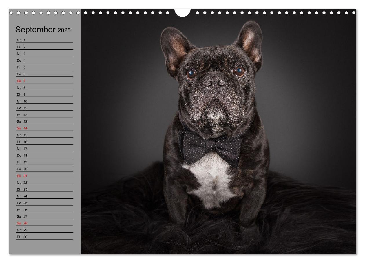 Bild: 9783435030927 | Bullymania - Französische Bulldoggen (Wandkalender 2025 DIN A3...