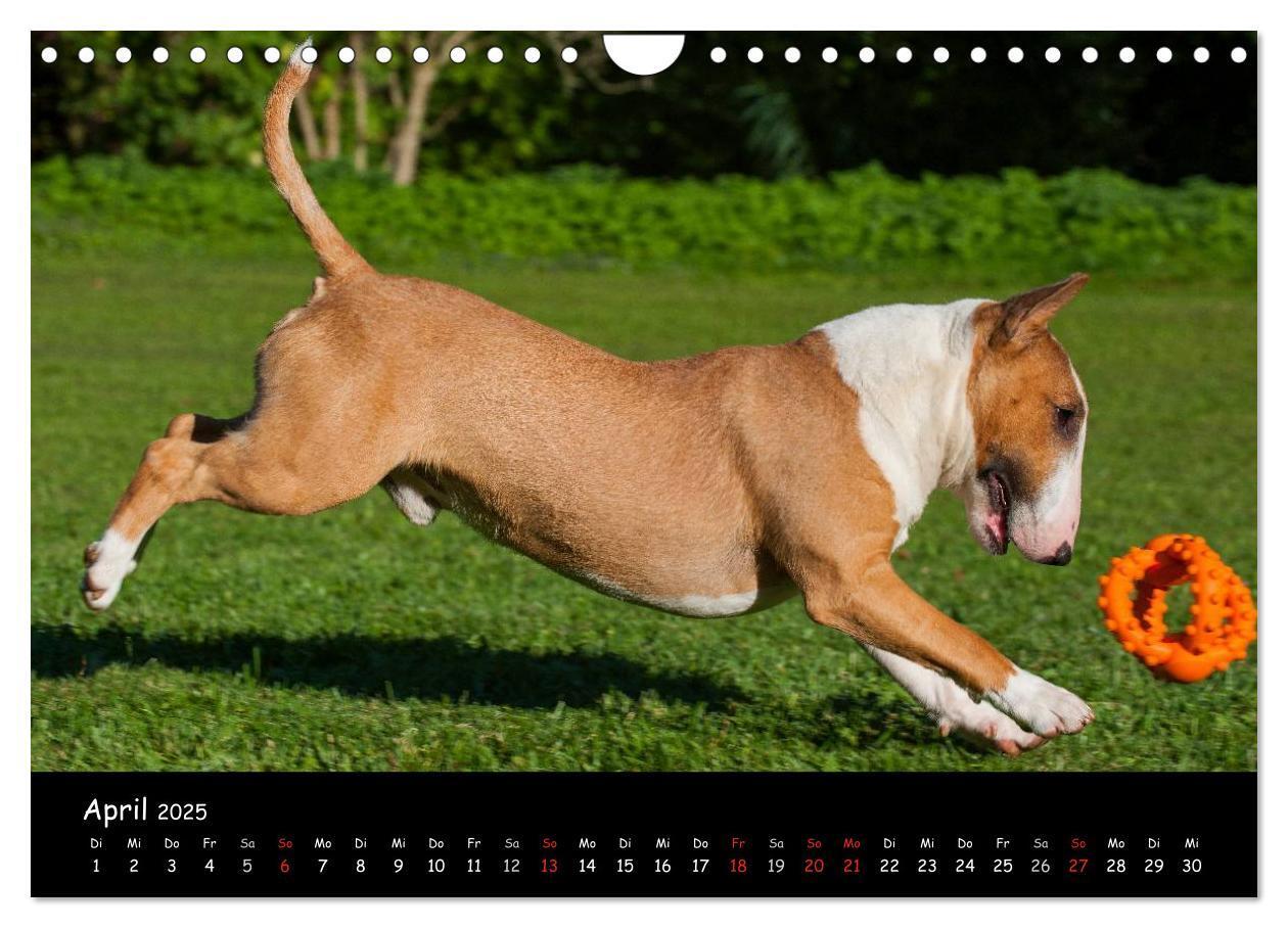 Bild: 9783435768844 | Bullterrier (Wandkalender 2025 DIN A4 quer), CALVENDO Monatskalender