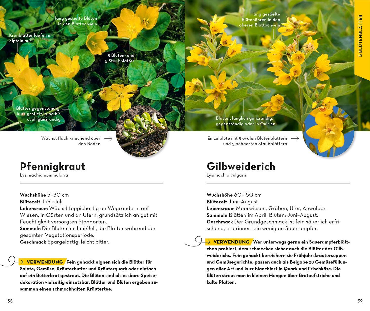 Bild: 9783440173923 | BASIC Früchte und Wildkräuter | Eva-Maria Dreyer | Taschenbuch | 2022