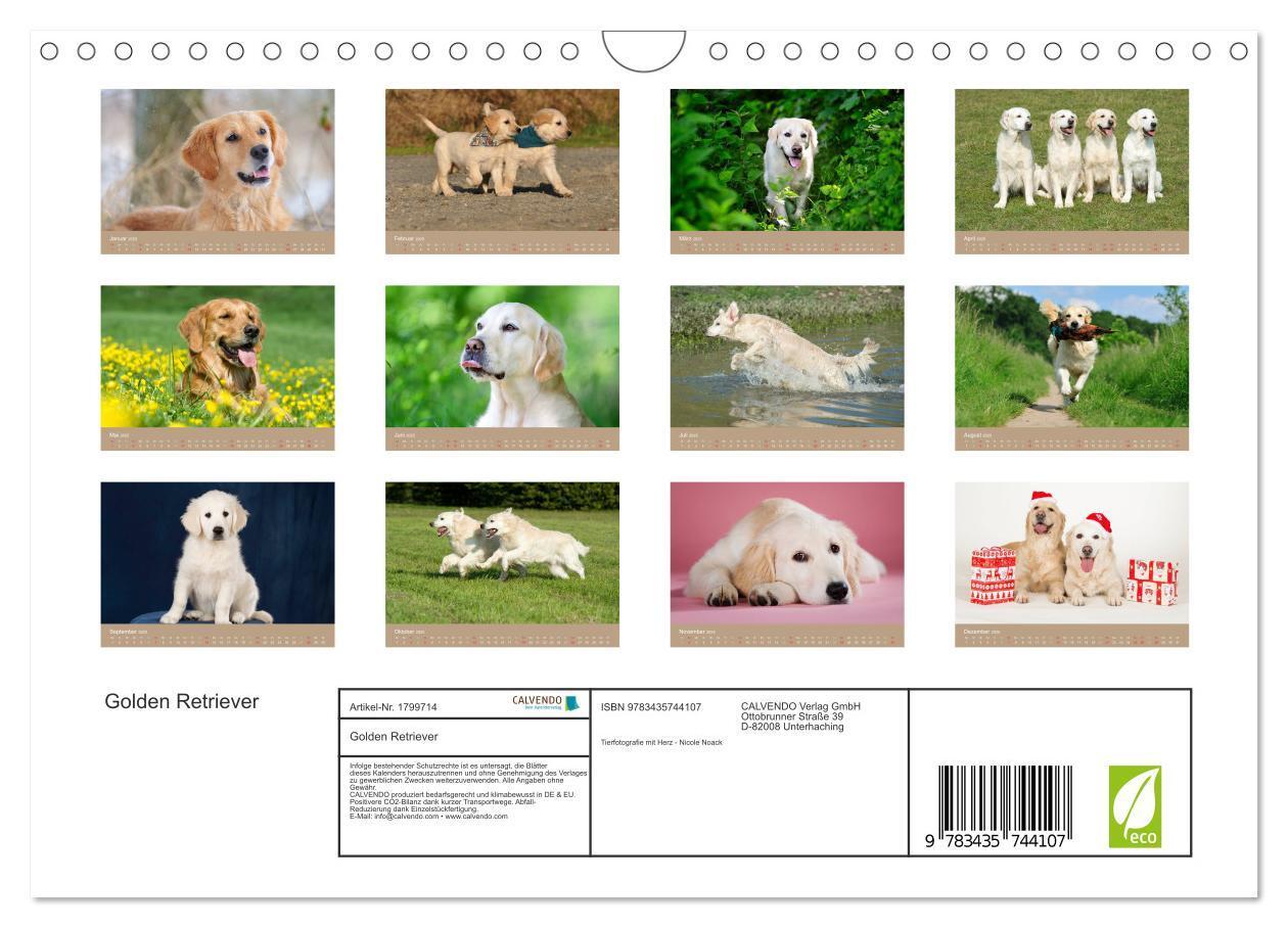 Bild: 9783435744107 | Golden Retriever (Wandkalender 2025 DIN A4 quer), CALVENDO...