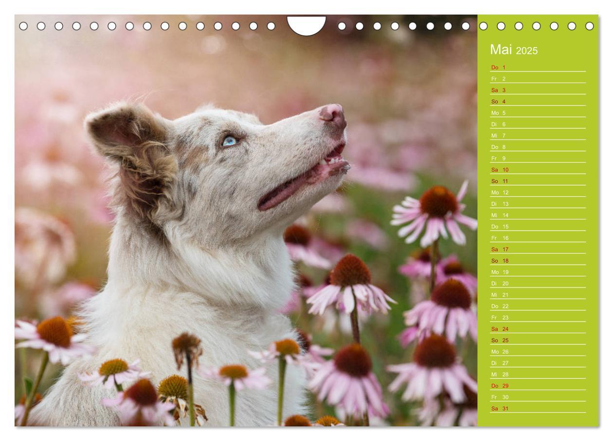 Bild: 9783435442522 | Border Collies - nicht nur schwarzweiß (Wandkalender 2025 DIN A4...