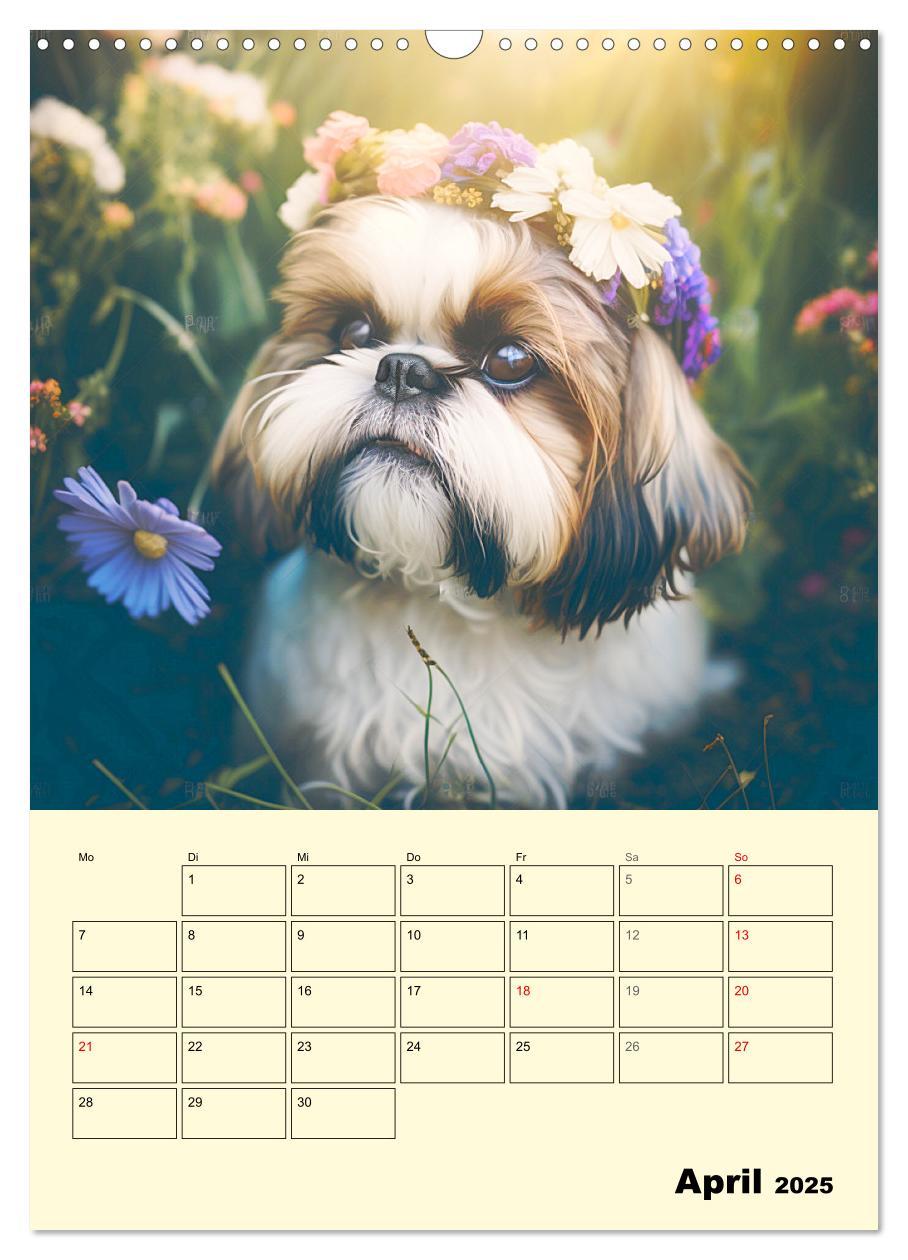 Bild: 9783435873623 | Shih Tzu Alarm. Glückliche Wuschelköpfe (Wandkalender 2025 DIN A3...