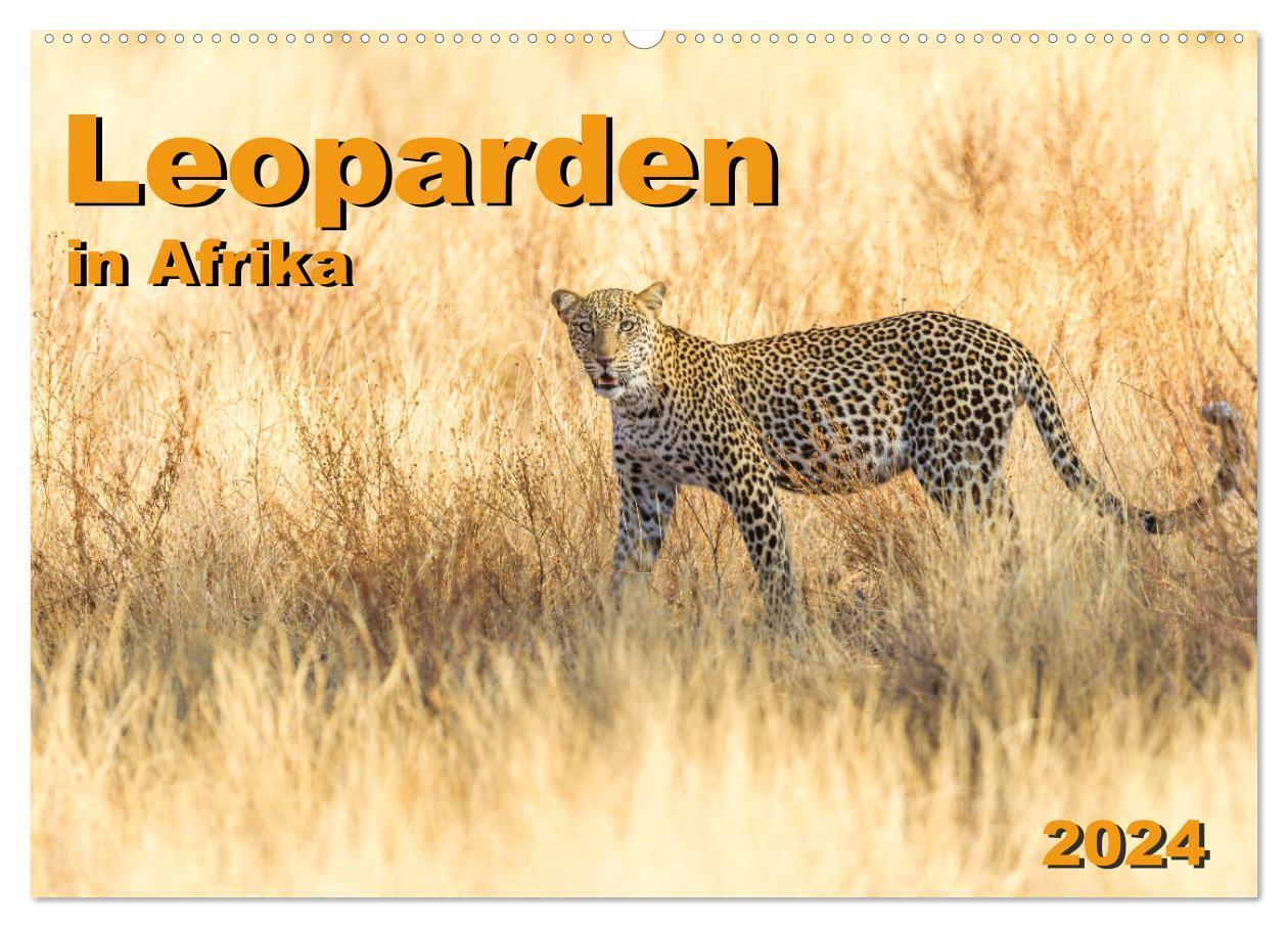 Cover: 9783383020544 | Leoparden in Afrika (Wandkalender 2024 DIN A2 quer), CALVENDO...