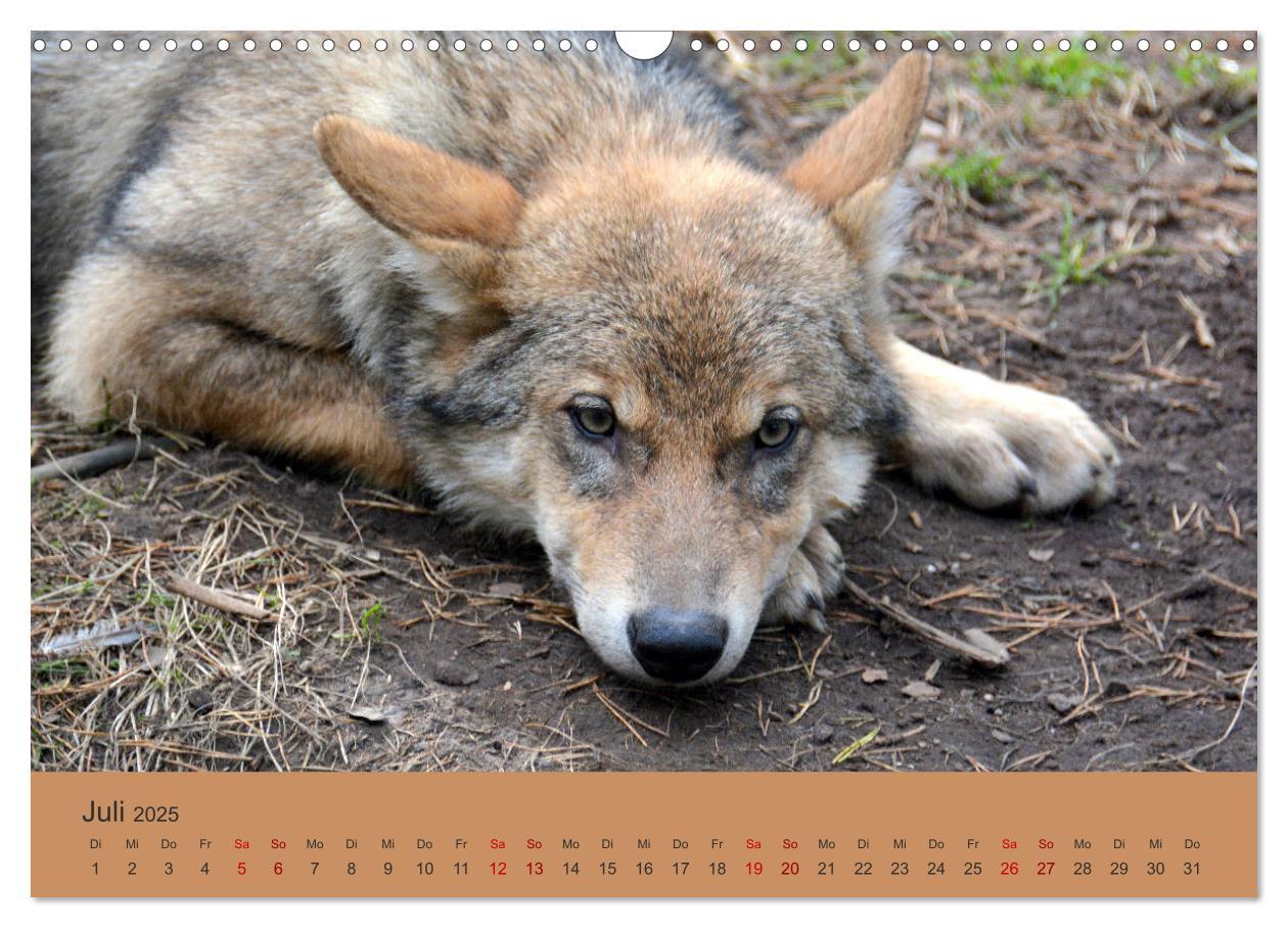 Bild: 9783435393398 | Begegnungen DER WOLF (Wandkalender 2025 DIN A3 quer), CALVENDO...