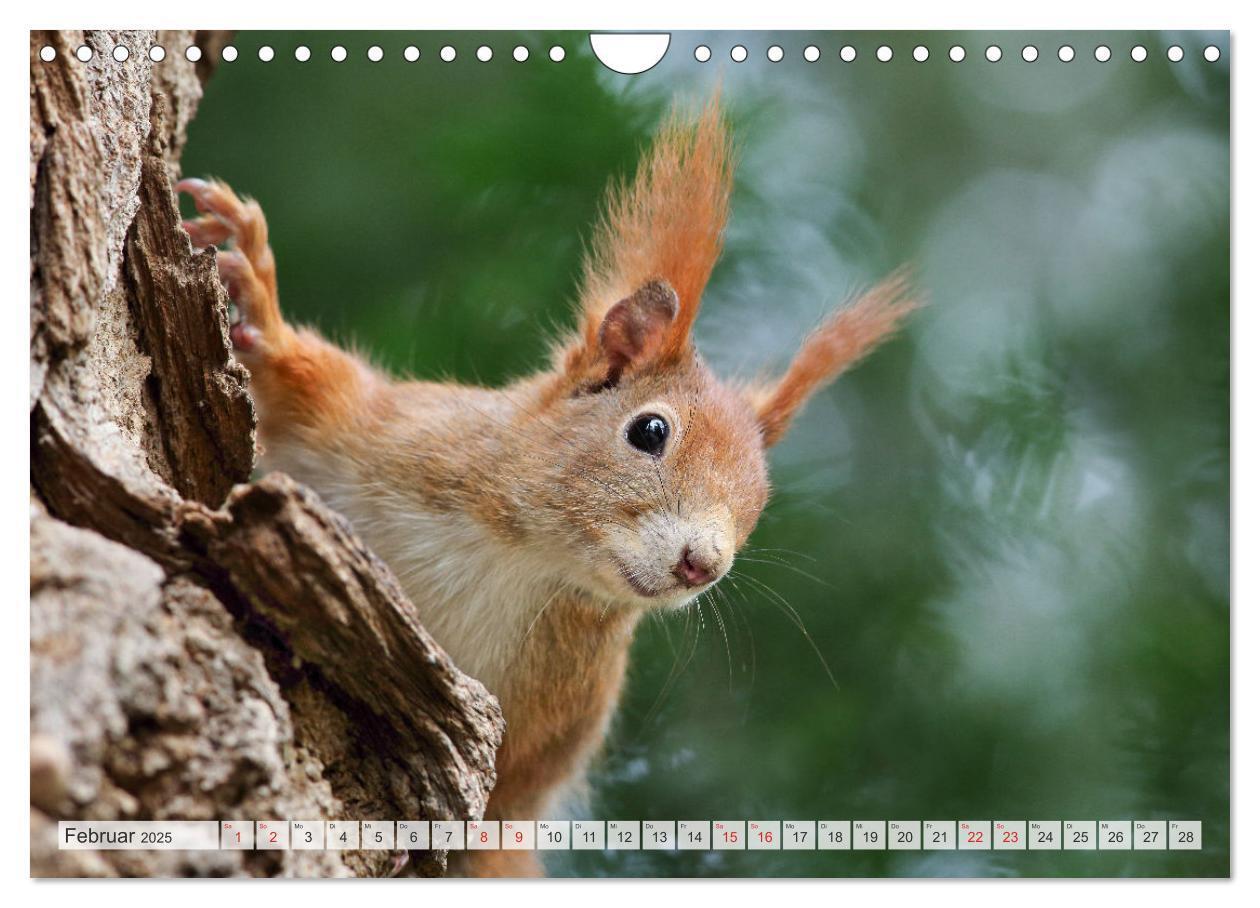 Bild: 9783435567027 | Besondere Augenblicke mit Eichhörnchen (Wandkalender 2025 DIN A4...