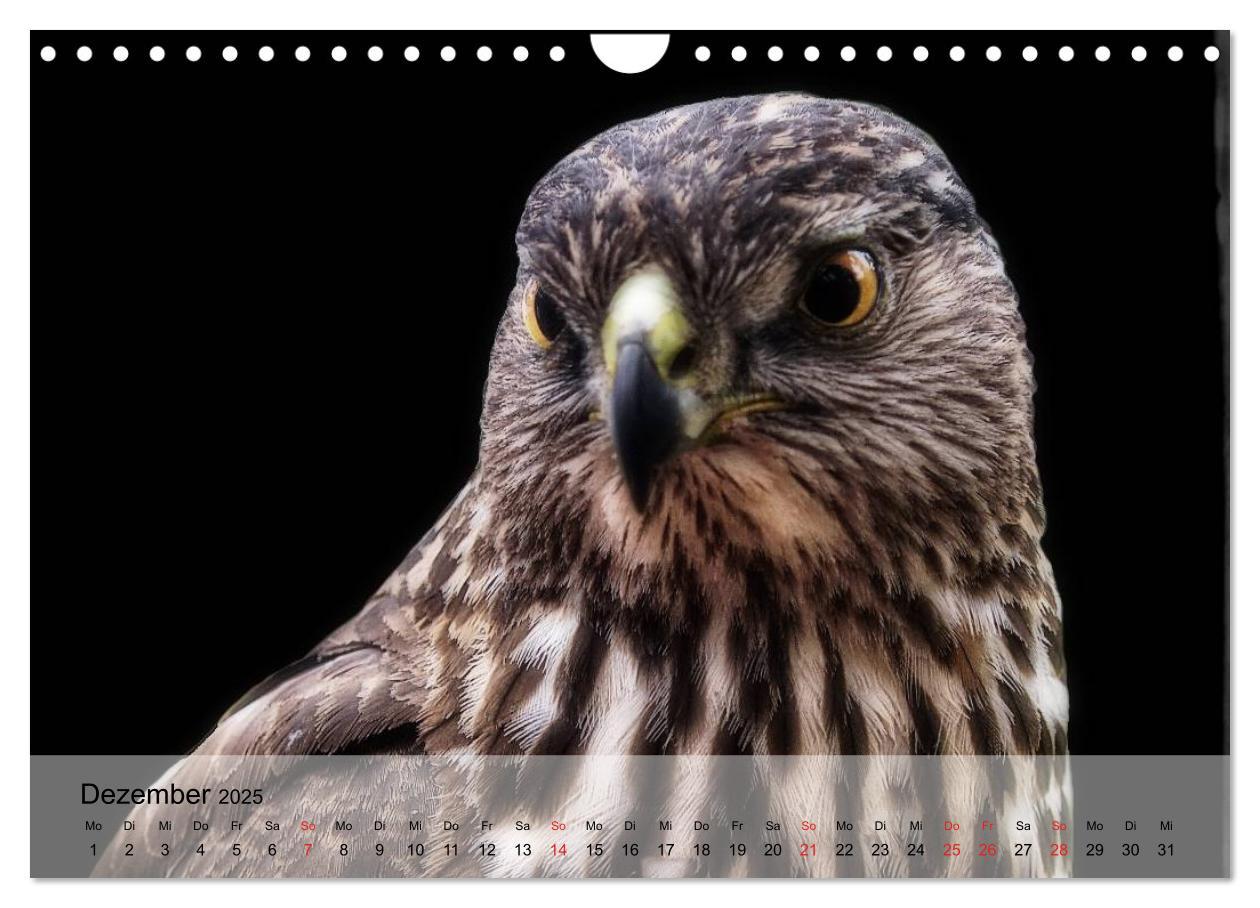 Bild: 9783435651450 | Falken und Greifvögel. Edle Jäger (Wandkalender 2025 DIN A4 quer),...