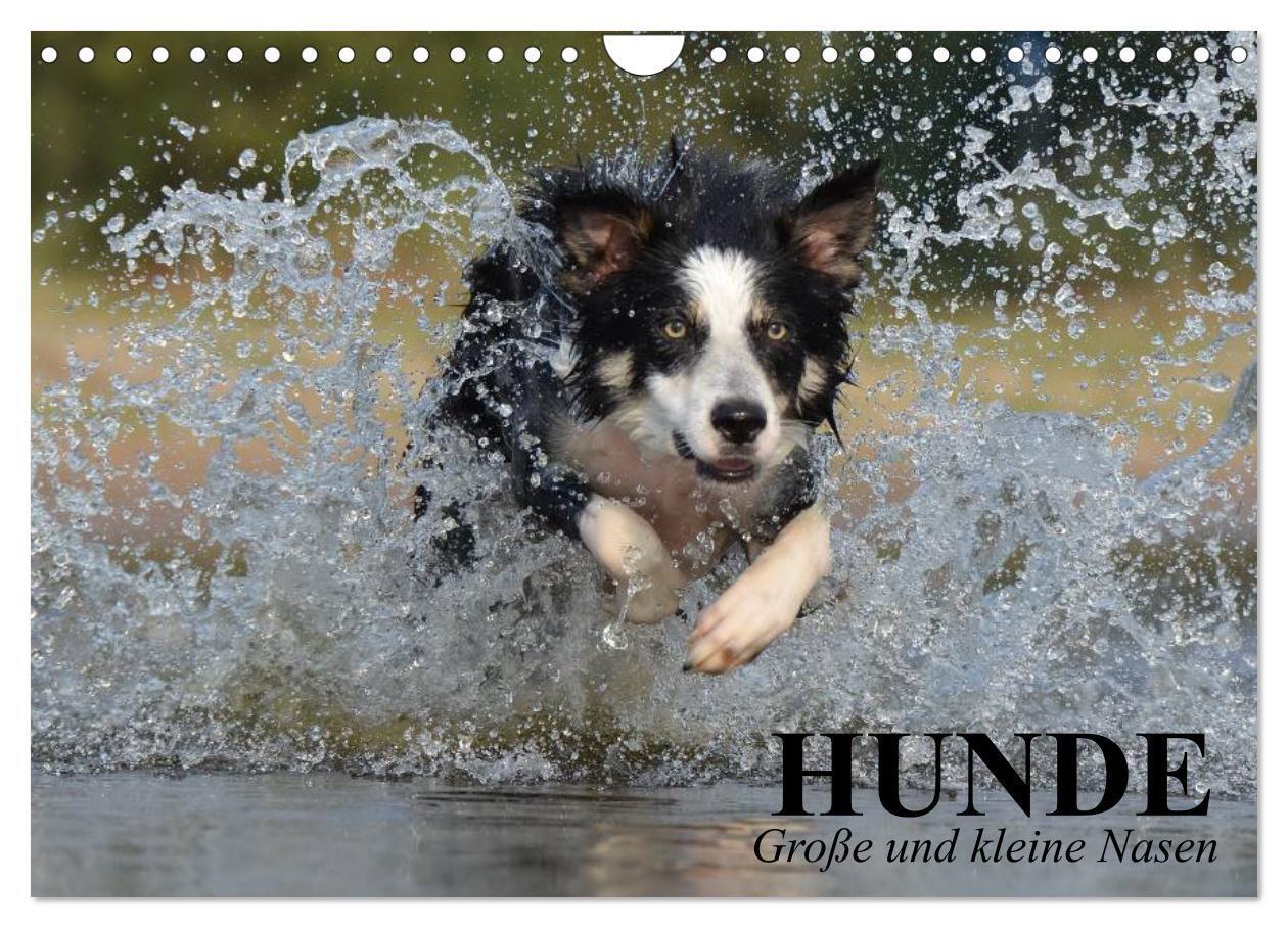 Cover: 9783383530524 | Hunde. Große und kleine Nasen (Wandkalender 2024 DIN A4 quer),...