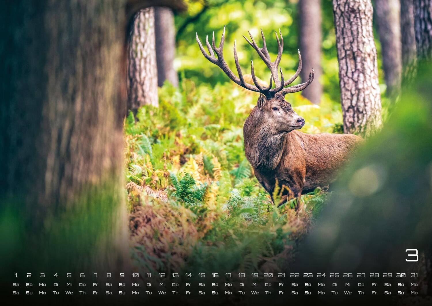 Bild: 9783986734435 | Waldtiere - Heimische Waldbewohner - Der Tierkalender - 2025 -...