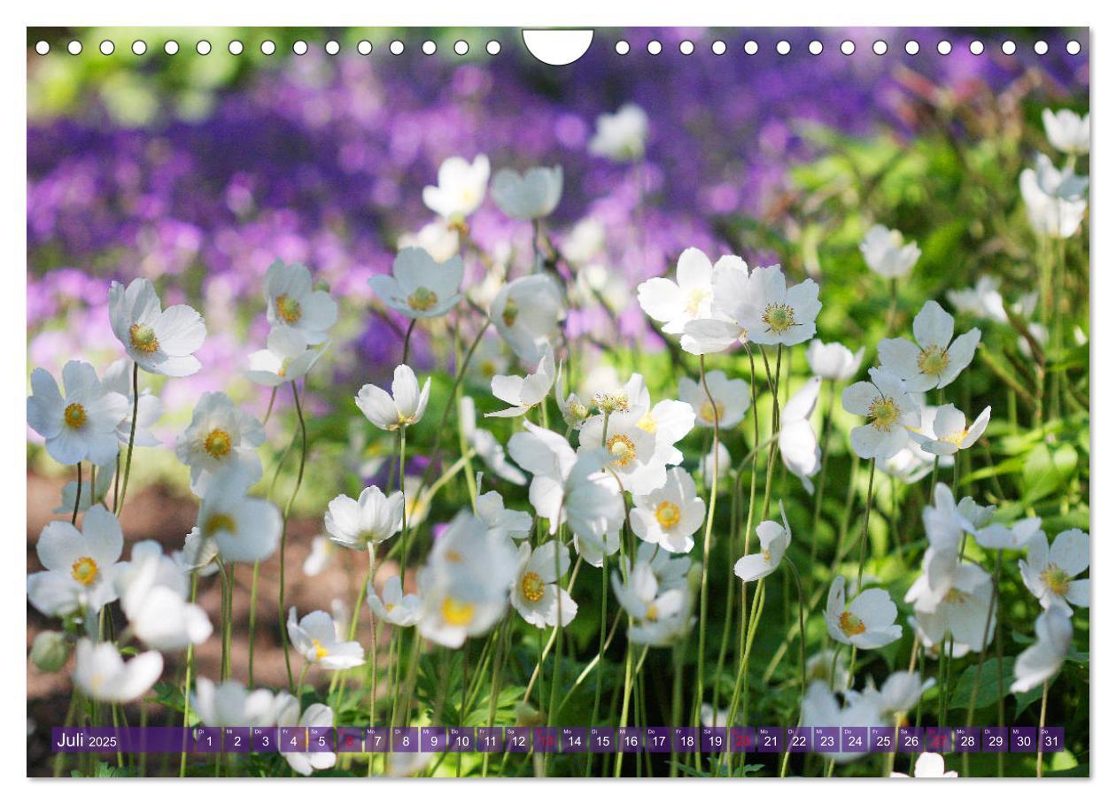 Bild: 9783435173181 | Beschwingte Blumenwelt (Wandkalender 2025 DIN A4 quer), CALVENDO...