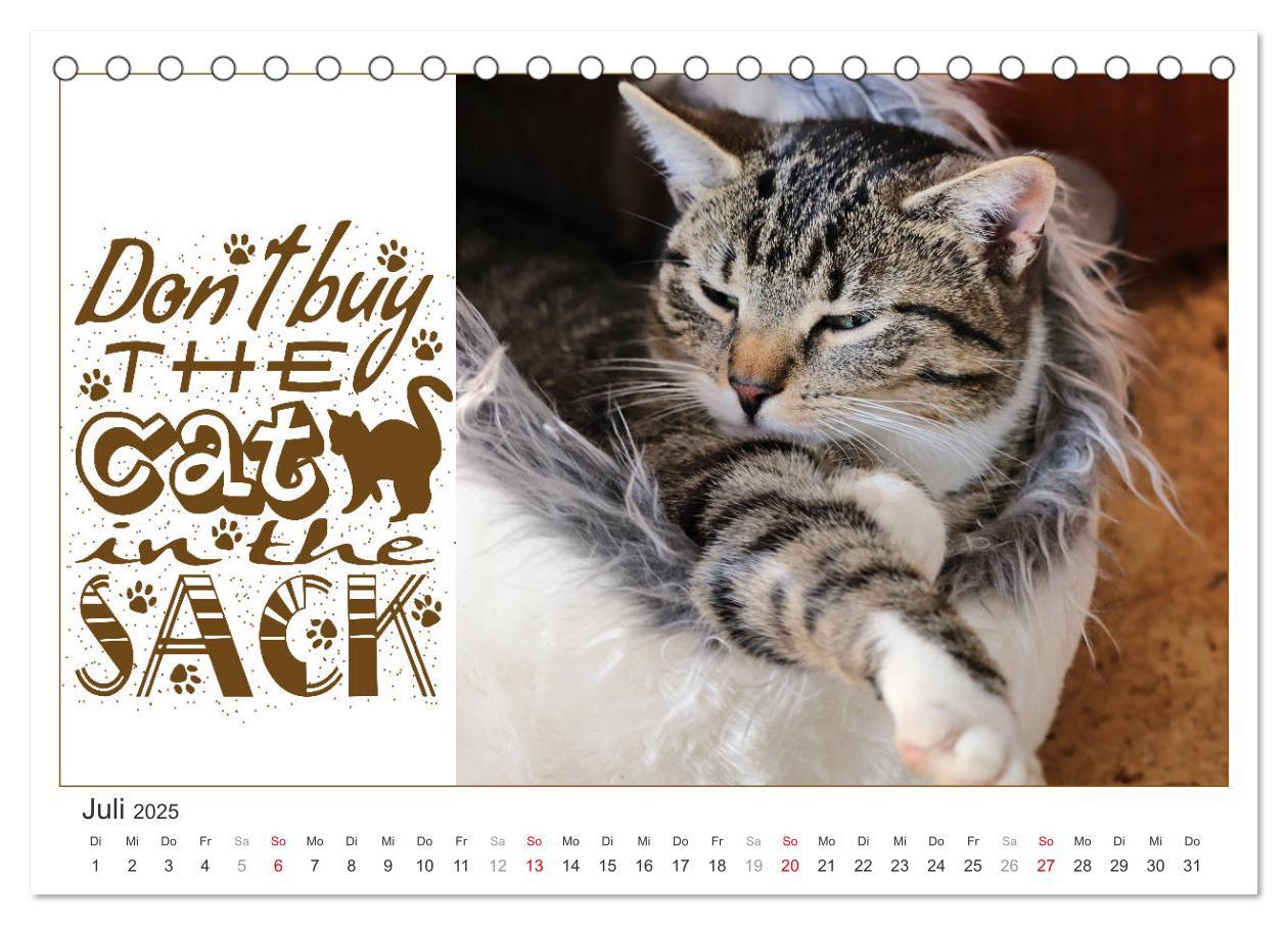 Bild: 9783435131662 | Tierisch Denglisch (Tischkalender 2025 DIN A5 quer), CALVENDO...