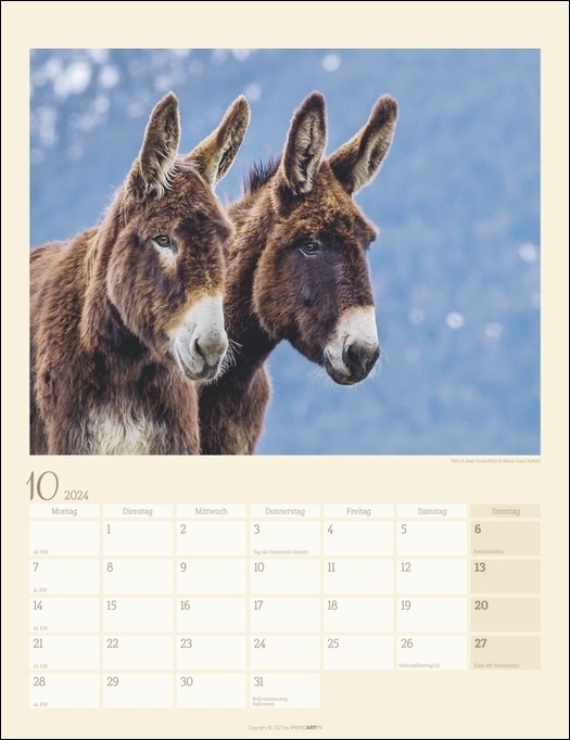 Bild: 9783840085581 | Esel Kalender 2024. Jahres-Wandkalender 2024 mit Fotos von...