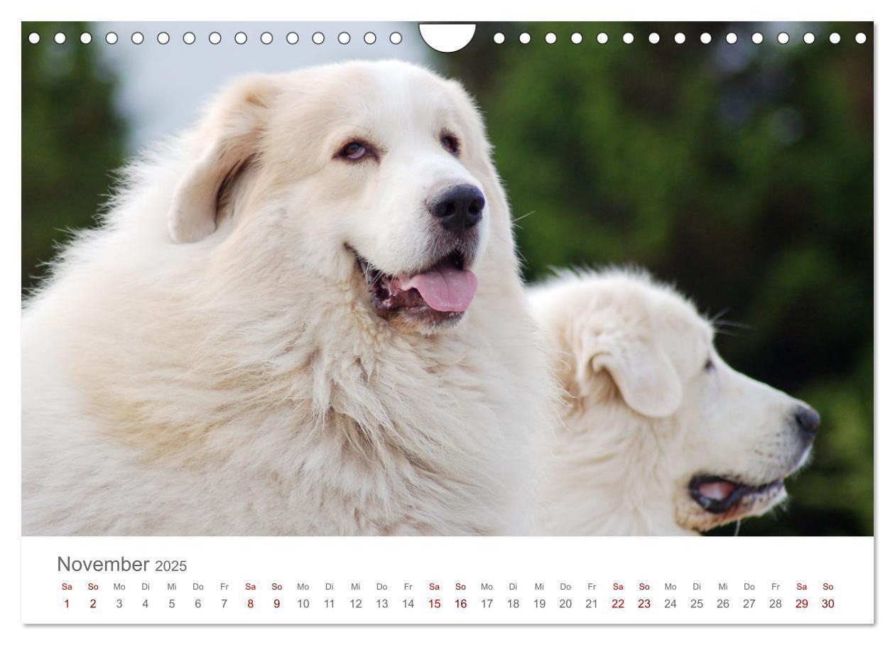 Bild: 9783435055098 | Pyrenäenberghunde (Wandkalender 2025 DIN A4 quer), CALVENDO...