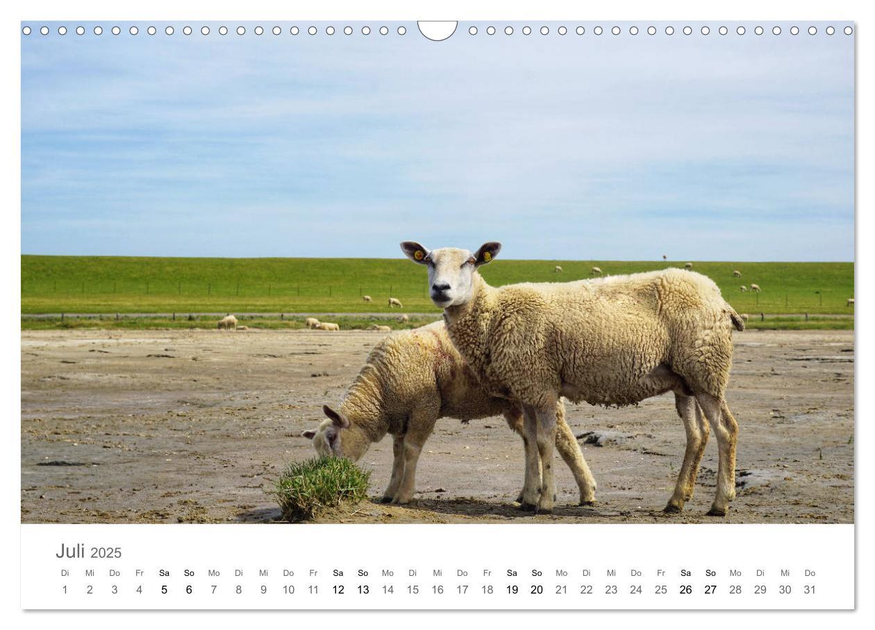 Bild: 9783435219629 | Nordfriesland (Wandkalender 2025 DIN A3 quer), CALVENDO Monatskalender