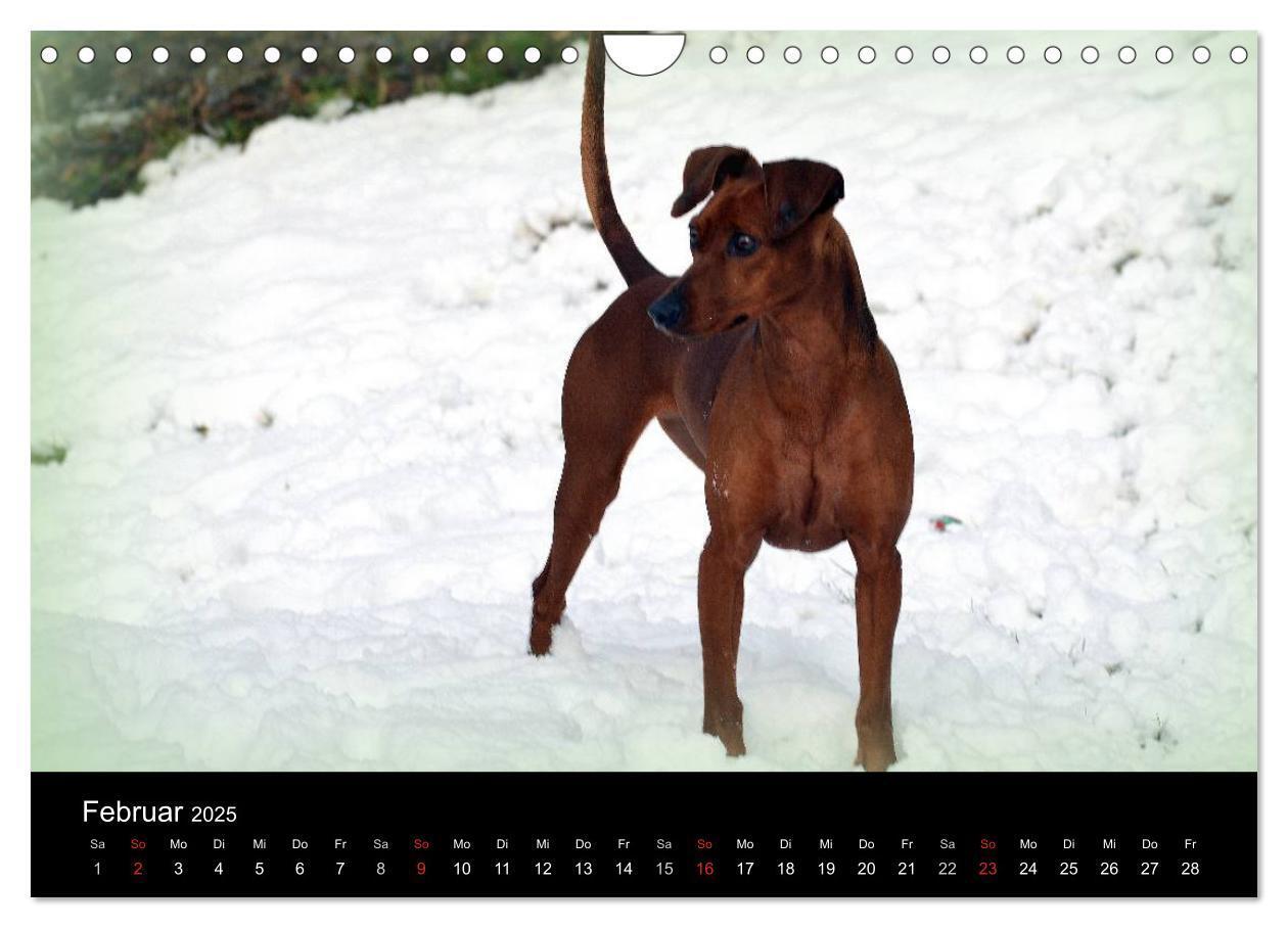 Bild: 9783435643738 | Deutscher Pinscher (Wandkalender 2025 DIN A4 quer), CALVENDO...