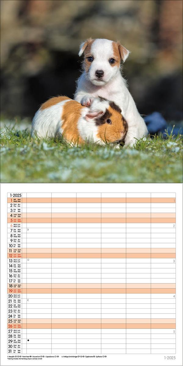 Bild: 9783731875710 | Tierfreundschaften - Familientimer 2025 | Verlag Korsch | Kalender