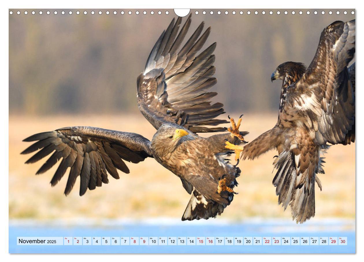 Bild: 9783435230396 | Majestätische Seeadler (Wandkalender 2025 DIN A3 quer), CALVENDO...