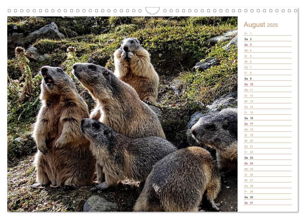 Bild: 9783435512027 | Wildlife - Verspielte Murmeltiere (Wandkalender 2025 DIN A3 quer),...