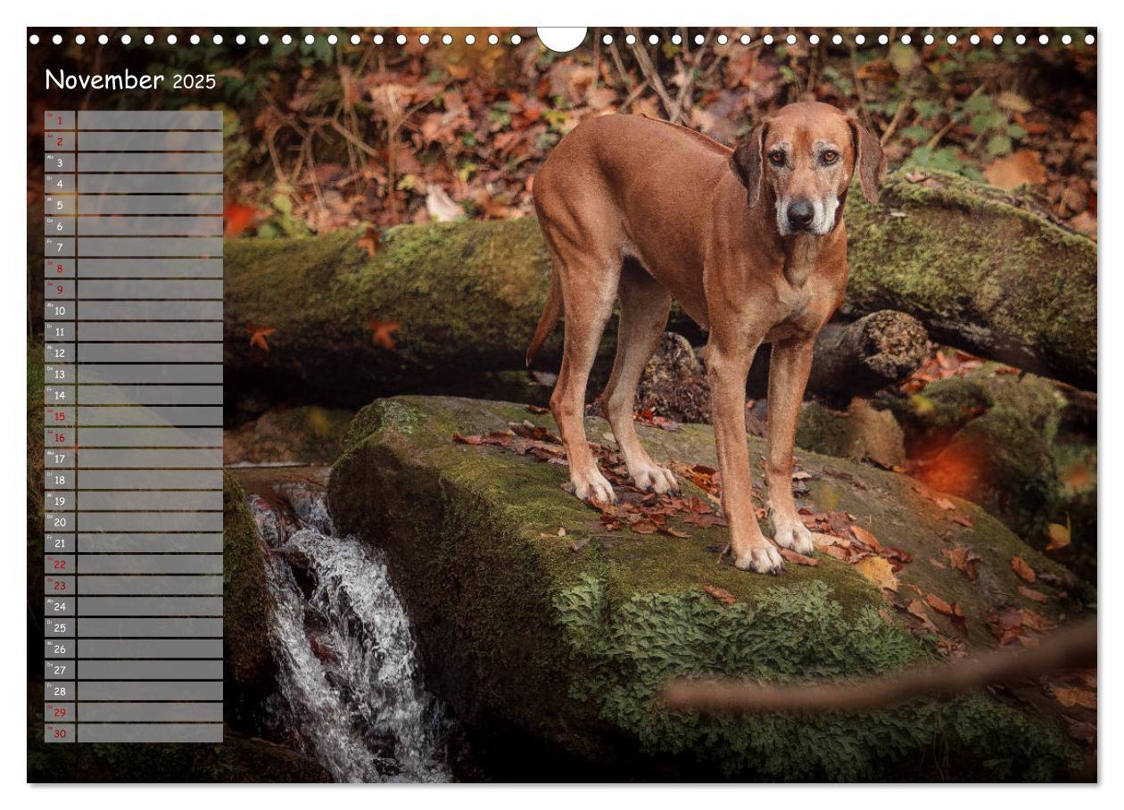 Bild: 9783435358267 | Rhodesian Ridgeback - Herzen auf vier Pfoten (Wandkalender 2025 DIN...