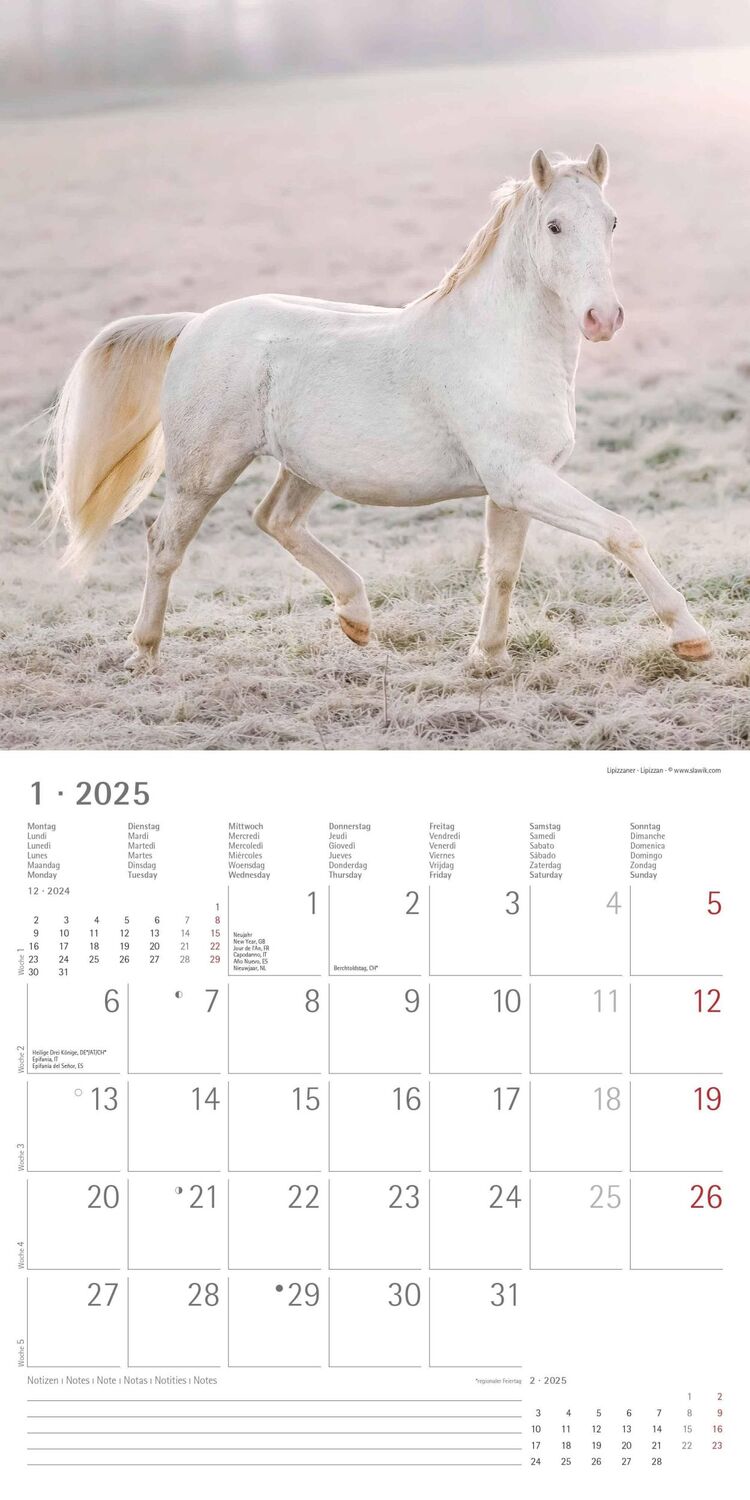 Bild: 4251732340704 | Pferde 2025 - Broschürenkalender 30x30 cm (30x60 geöffnet) -...