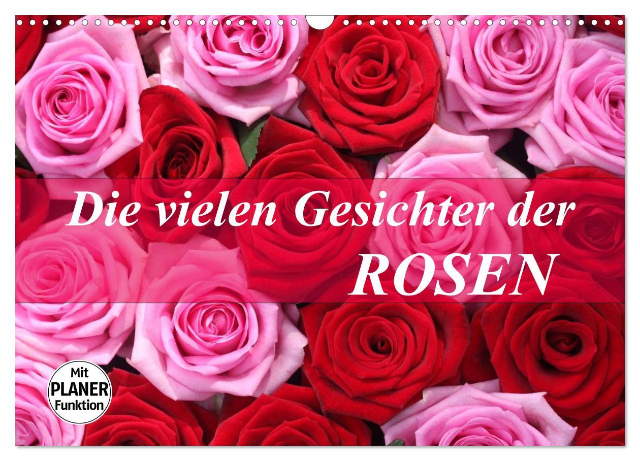 Cover: 9783435467761 | Die vielen Gesichter der Rosen (Wandkalender 2025 DIN A3 quer),...