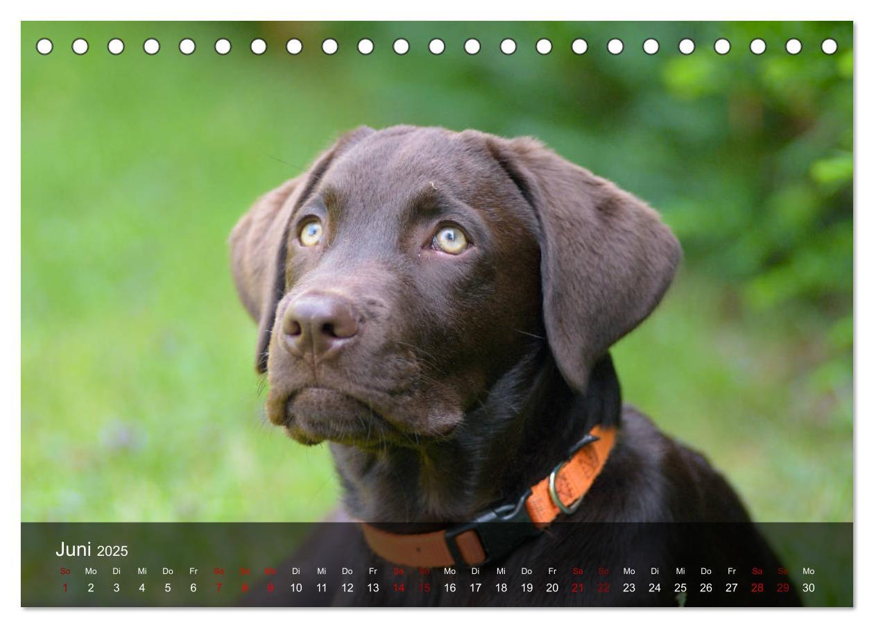 Bild: 9783435453672 | Labrador Retriever Welpen (Tischkalender 2025 DIN A5 quer),...