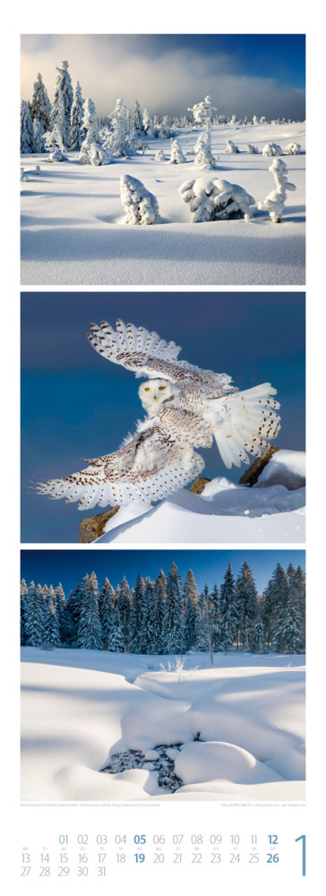 Bild: 9783838425368 | Waldleben - Ein Spaziergang durch heimische Wälder Triplet-Kalender...