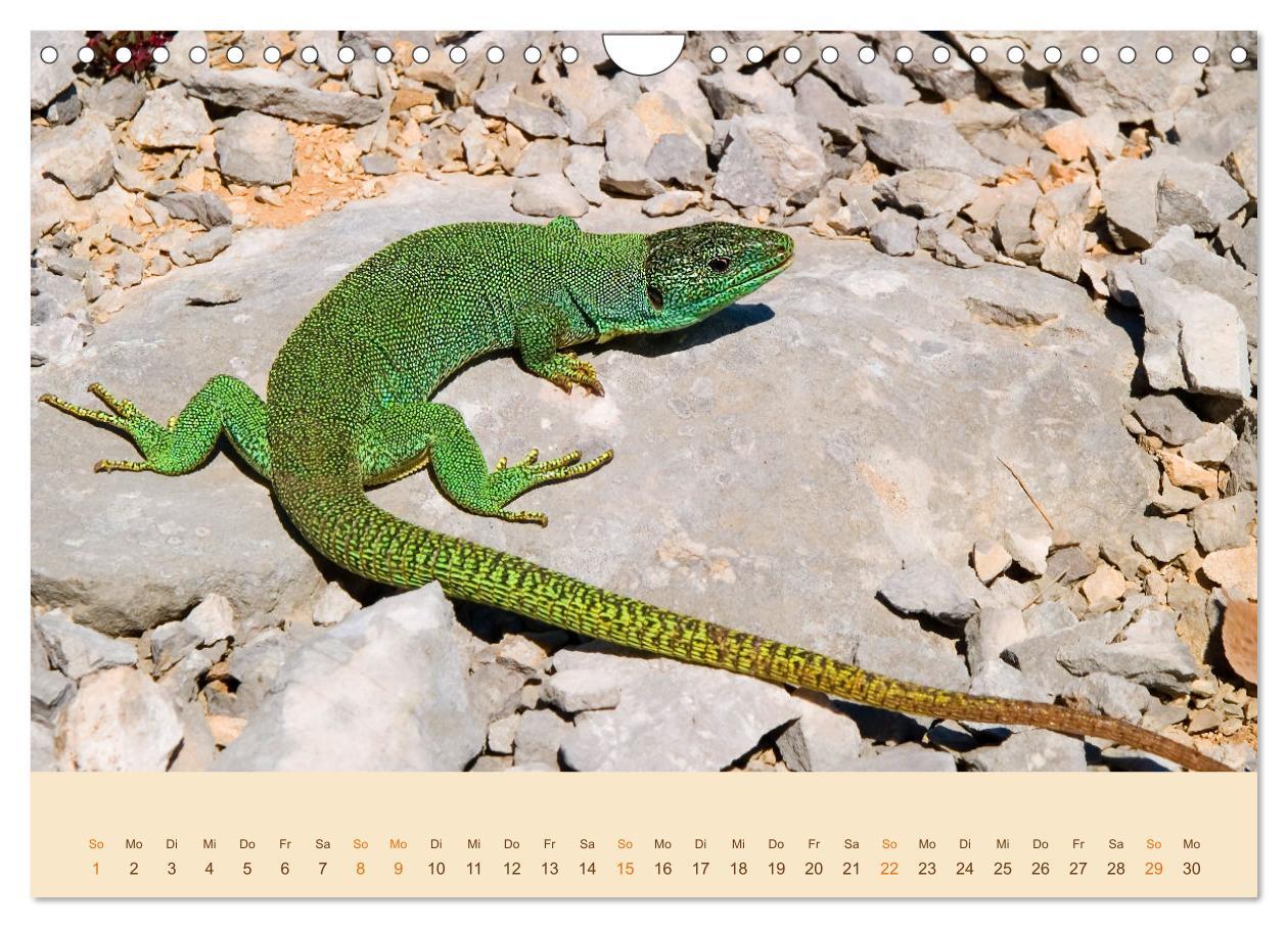 Bild: 9783435099375 | Eidechsen Europas (Wandkalender 2025 DIN A4 quer), CALVENDO...